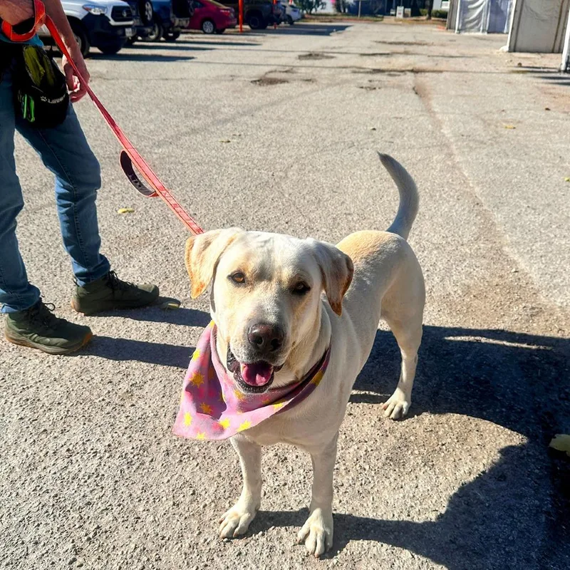 Fiddle Faddle thumbnail 3