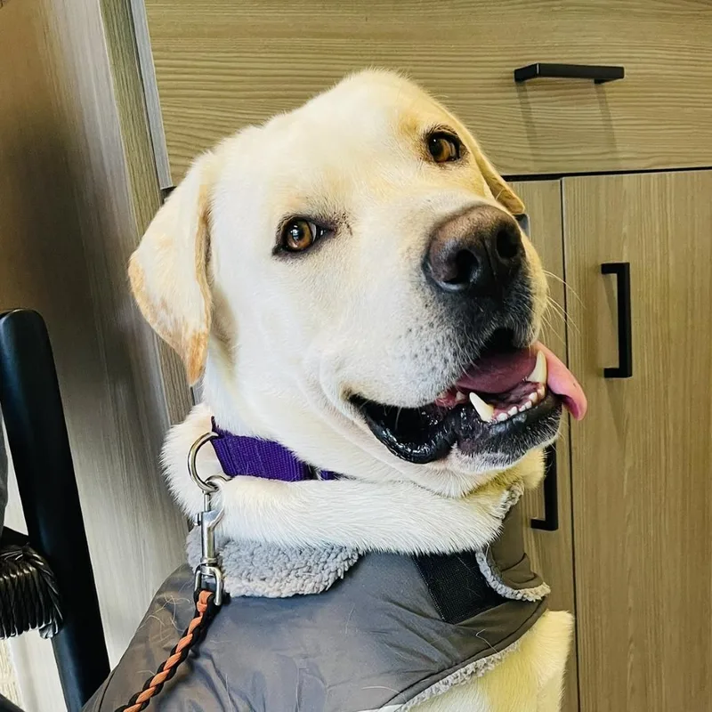 Fiddle Faddle thumbnail 5