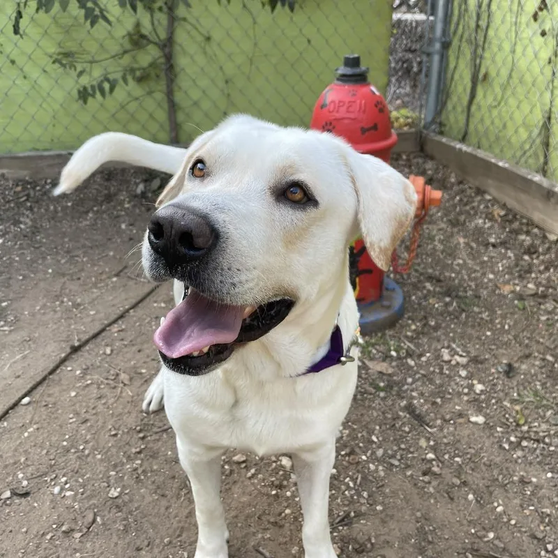 Fiddle Faddle thumbnail 6