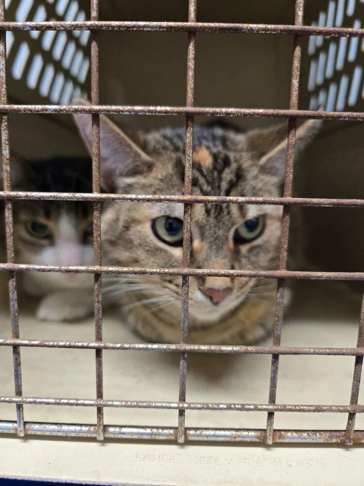 An adult large-sized female Domestic Short Hair cat named Minnie for adoption in Ferndale, MI