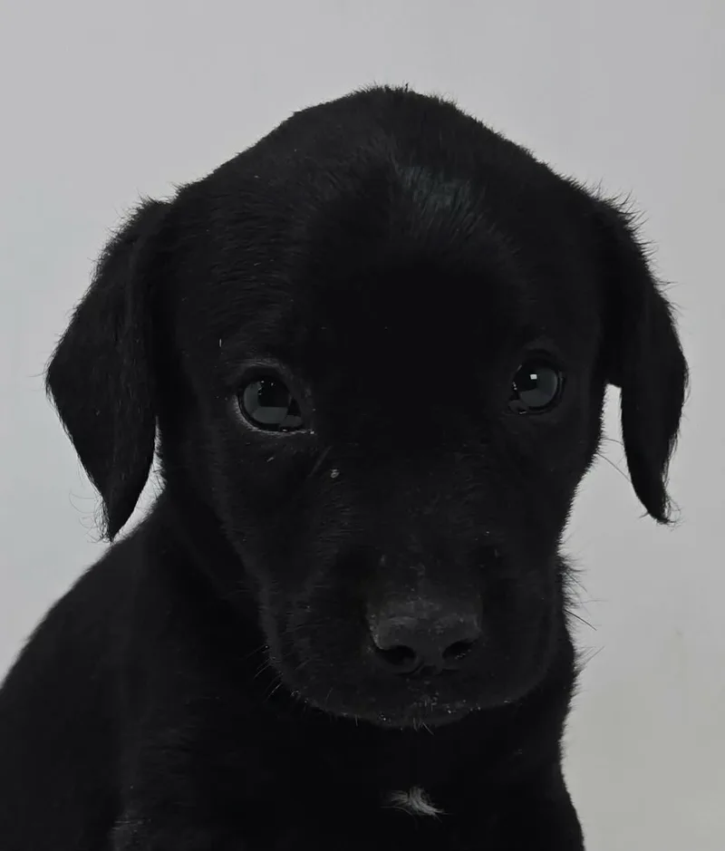 A baby medium-sized male Black Labrador Retriever dog named Winning Colors for adoption in Newport, TN