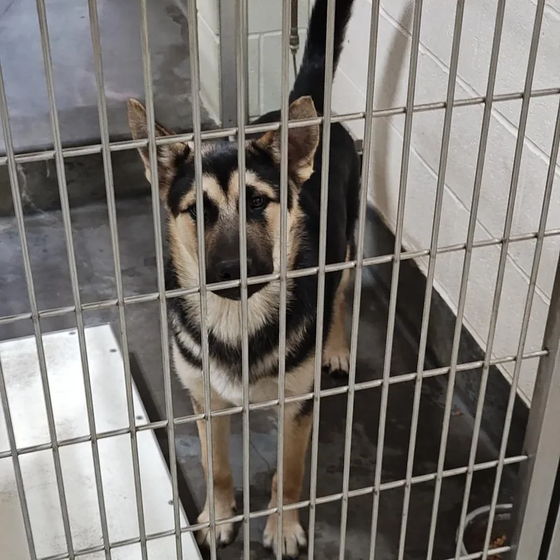 A baby large-sized male Black Shepherd dog named Archie for adoption in Upland, CA