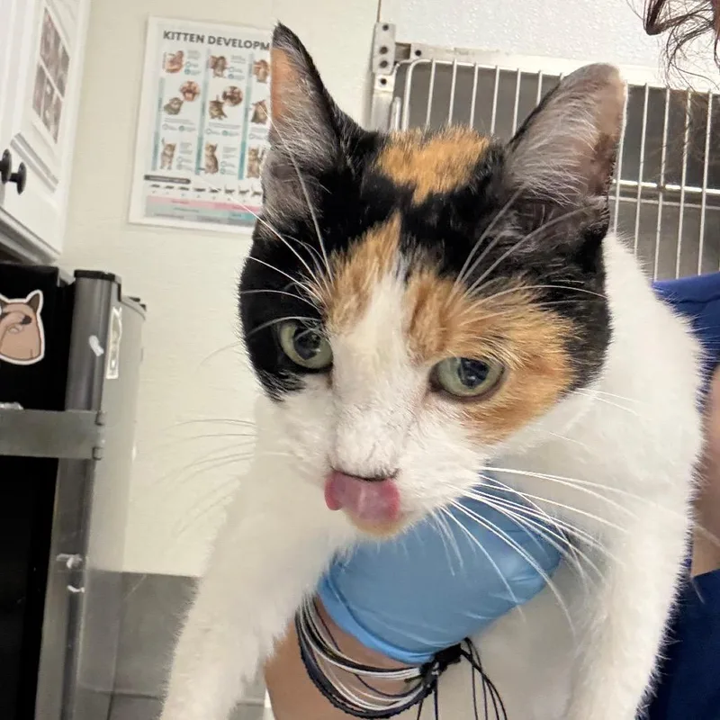 A senior medium-sized female White Domestic Short Hair cat named Splish for adoption in Greenville, SC