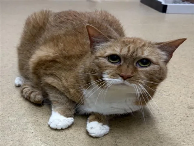 A senior medium-sized female Domestic Short Hair cat named Patch for adoption in Derwood, MD