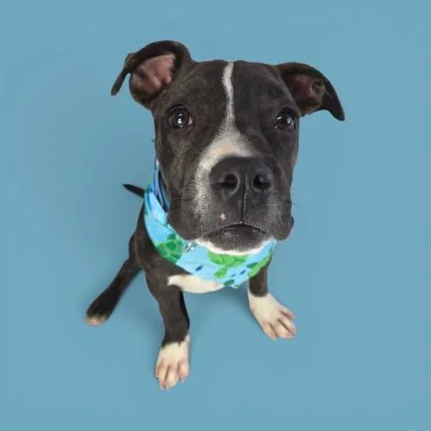 A baby medium-sized male White / Cream Pit Bull Terrier dog named Birdy for adoption in Thousand Oaks, CA