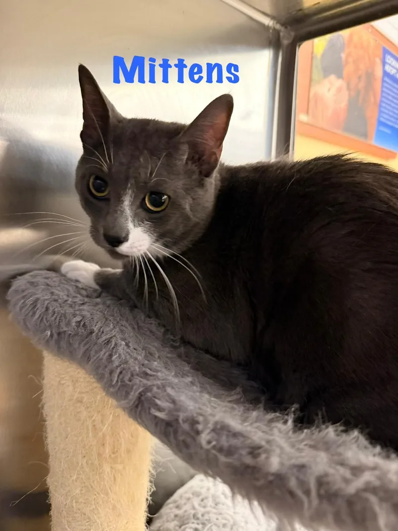 A baby medium-sized male Gray / Blue / Silver Domestic Short Hair cat named Mittens for adoption in Spring Lake, NJ