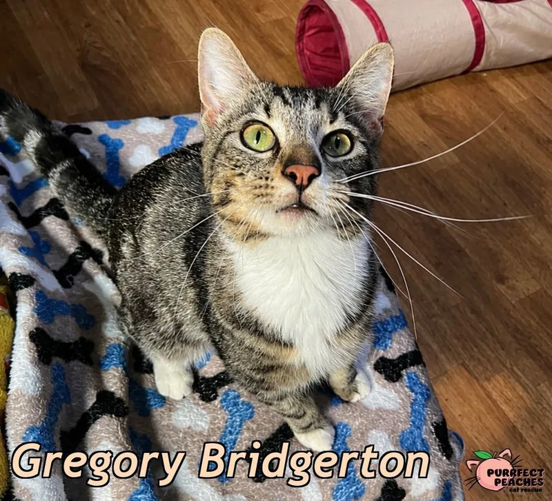A baby medium-sized male Domestic Short Hair cat named Gregory Bridgerton for adoption in Douglasville, GA