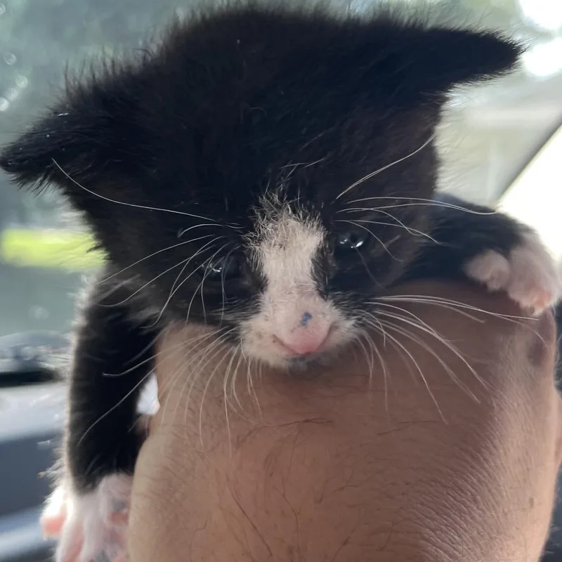 A baby small-sized male Black Domestic Short Hair cat named Ralph for adoption in Green Forest, AR