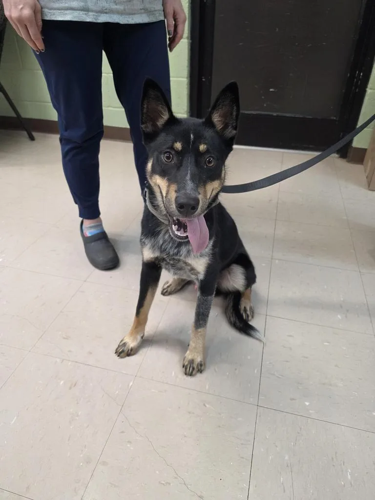 A baby medium-sized male Cattle Dog dog named Oscar the Grouch for adoption in Burnsville, NC