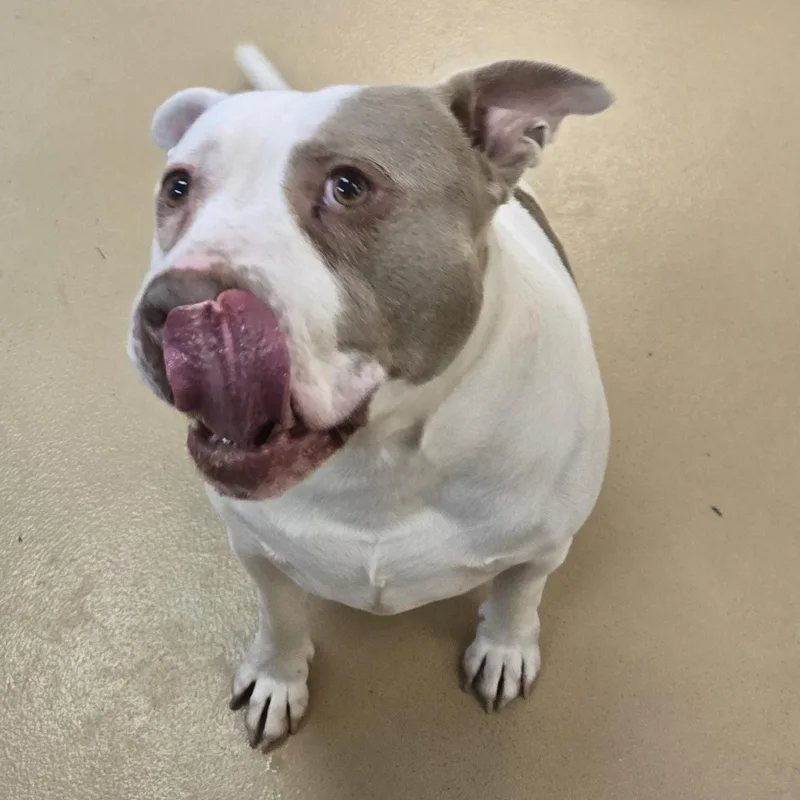 Chunkopotomus thumbnail 2