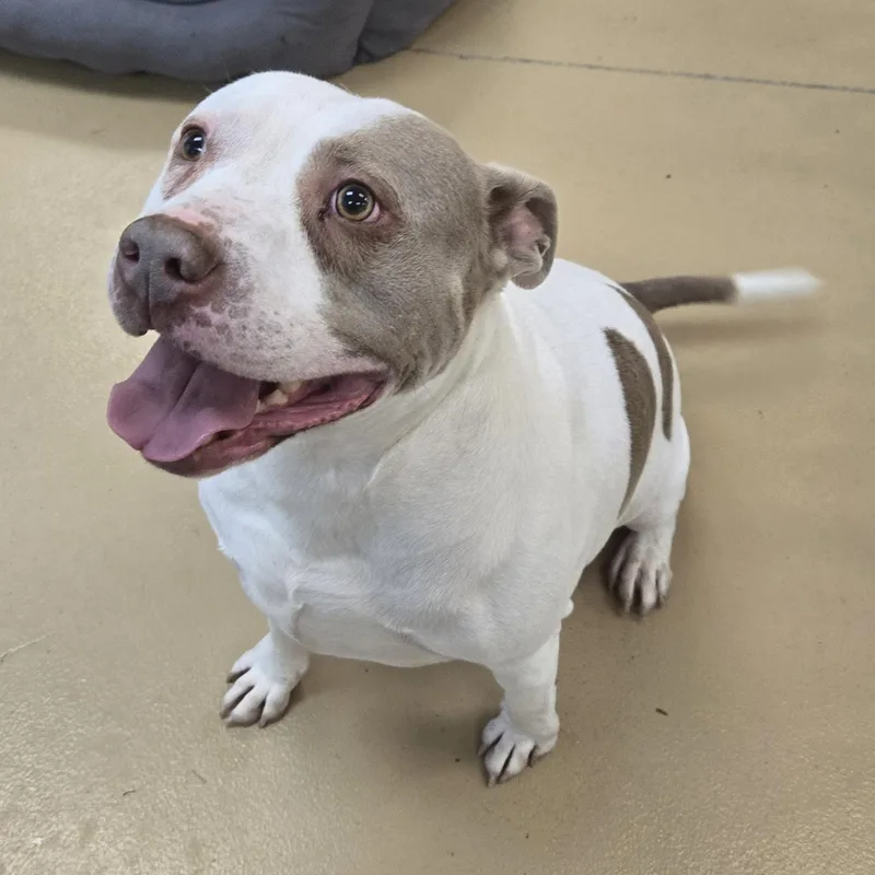 Chunkopotomus thumbnail 3