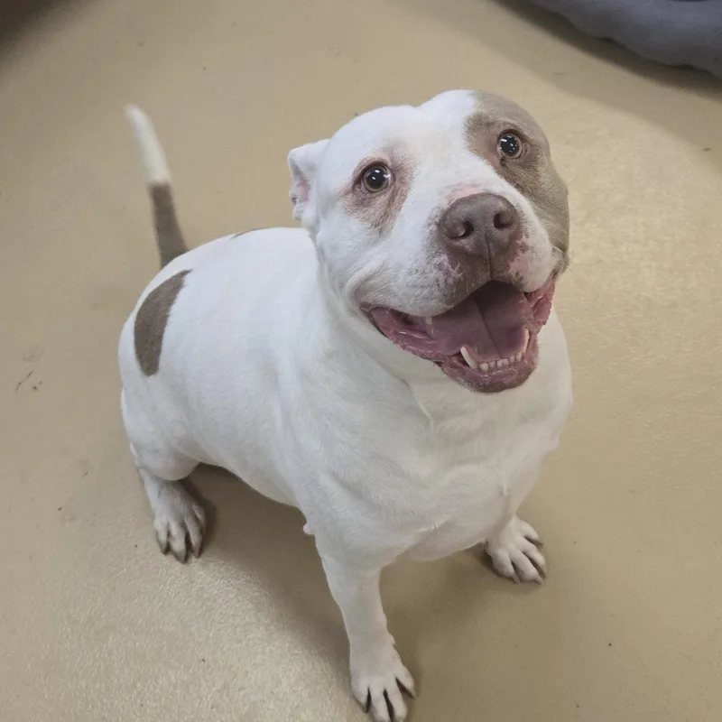 Chunkopotomus thumbnail 4