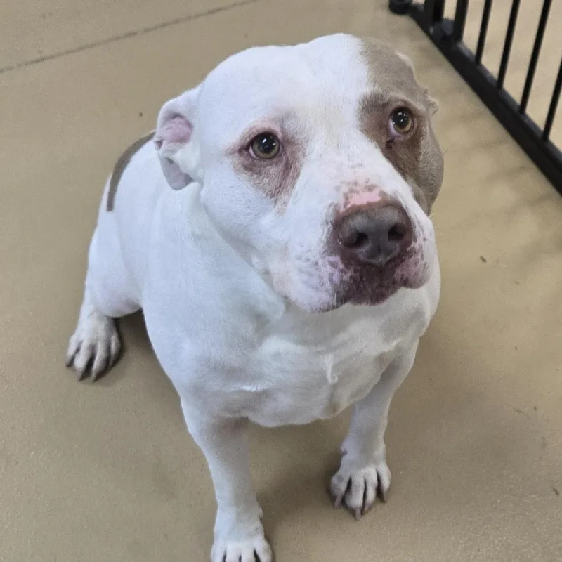 Chunkopotomus thumbnail 5