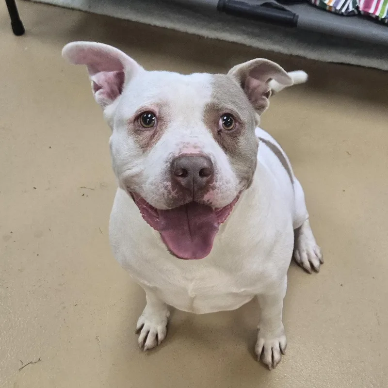 Chunkopotomus thumbnail 6