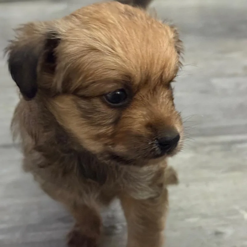 A baby small-sized female White / Cream Mixed Breed dog named Poppy for adoption in Bessemer, AL