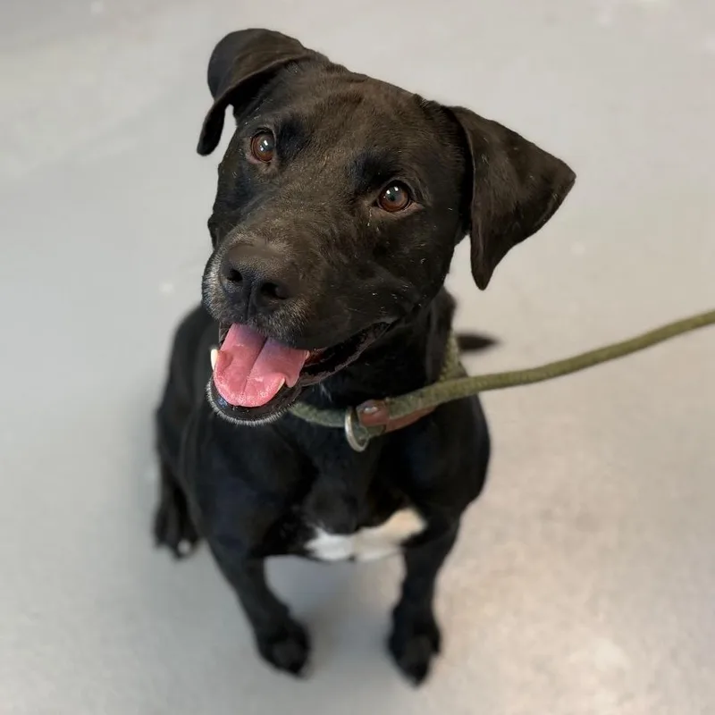 An adult medium-sized male Black Mixed Breed dog named Pluto for adoption in Sarasota, FL