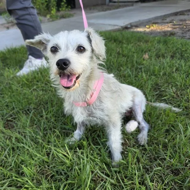 A young small-sized female Terrier dog named Hanalei for adoption in Long Beach, CA