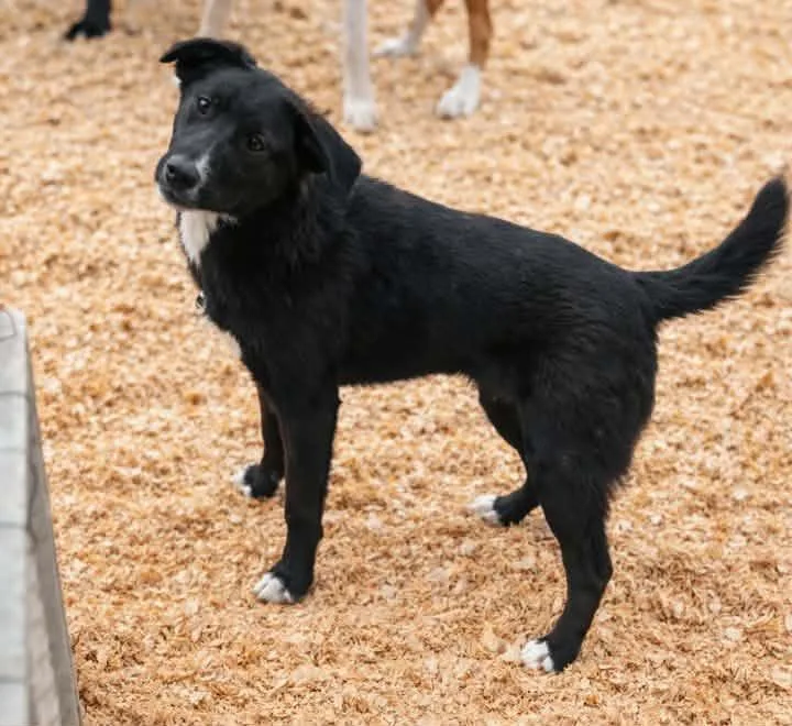 A young medium-sized female Black Border Collie dog named Ashlyn Rae for adoption in Batesville, AR