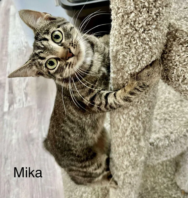 Miko