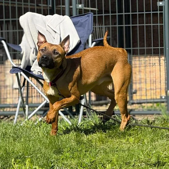 A young medium-sized male Apricot / Beige Belgian Shepherd / Malinois dog named Fireball for adoption in Naperville, IL