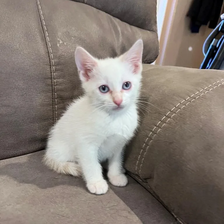 Slim Shady thumbnail 2