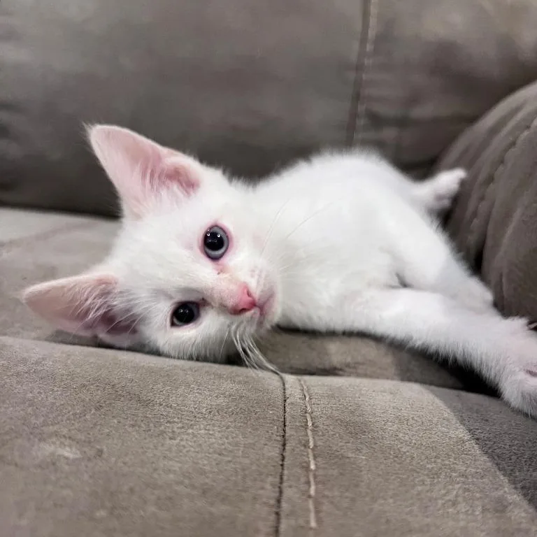 Slim Shady thumbnail 3