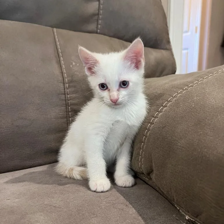 Slim Shady thumbnail 4