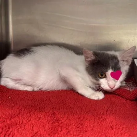 A baby small-sized female Domestic Short Hair cat named Misty for adoption in San Antonio, TX