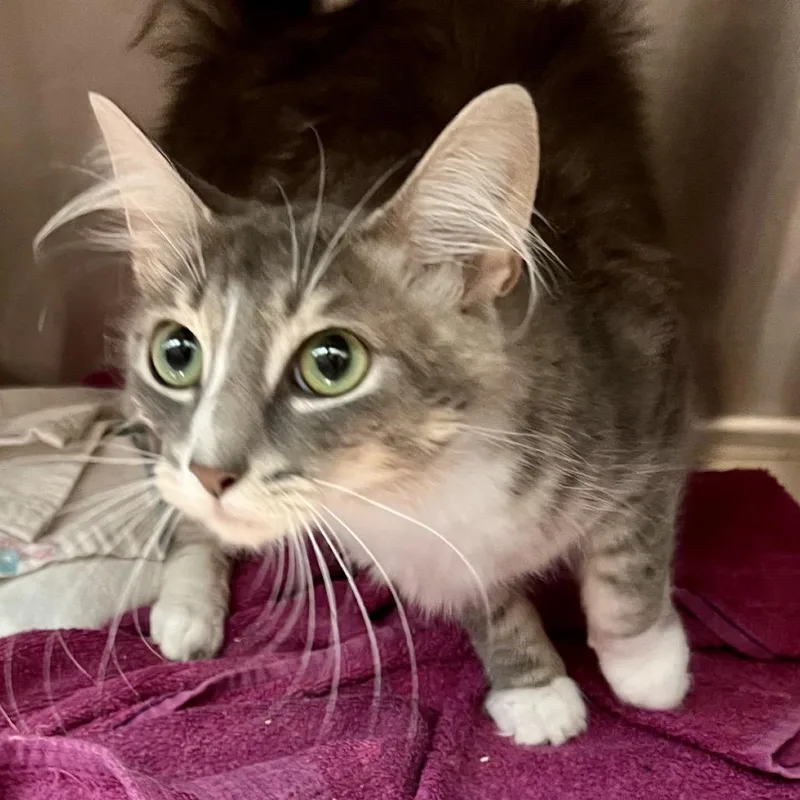 A young medium-sized female Domestic Medium Hair cat named Ruby for adoption in Cumming, GA