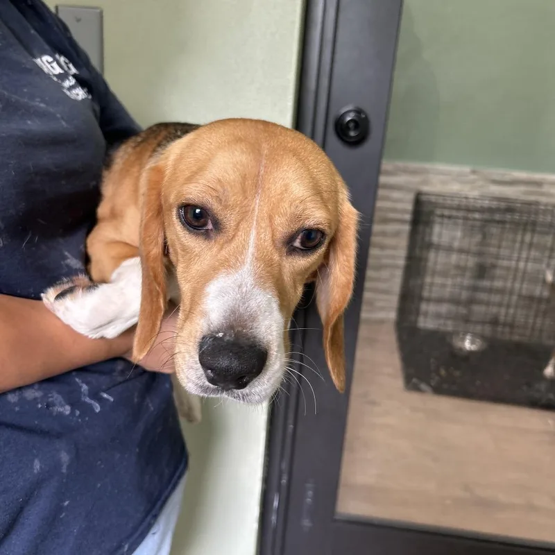 A young small-sized male Yellow / Tan / Blond / Fawn Beagle dog named Harvey aka DHF for adoption in LOXAHATCHEE, FL