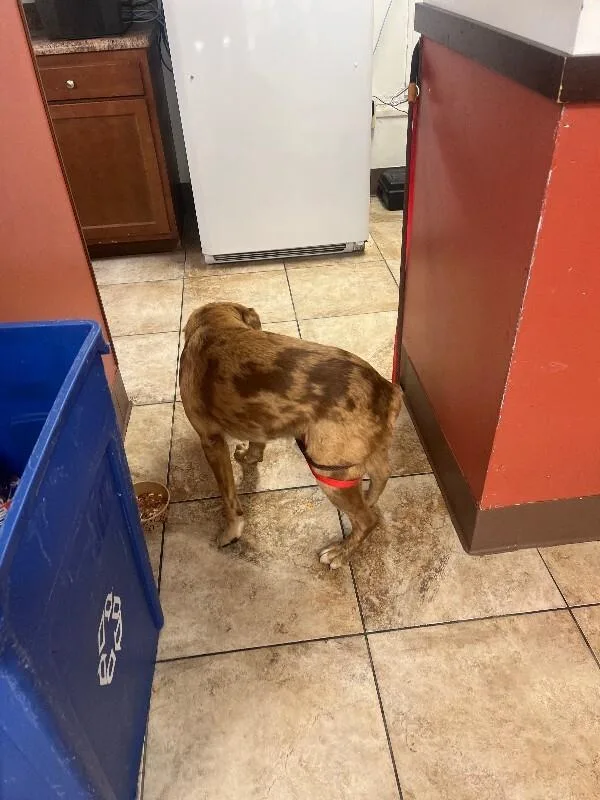 An adult large-sized male Yellow / Tan / Blond / Fawn Mixed Breed dog named Souljia Boy for adoption in Cincinnati, OH