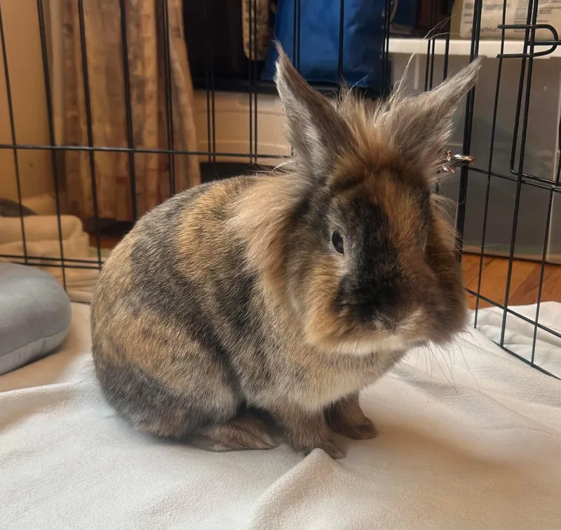 An adult medium-sized male Tortoiseshell cat named S'Mores the Rabbit for adoption in Verona, NJ