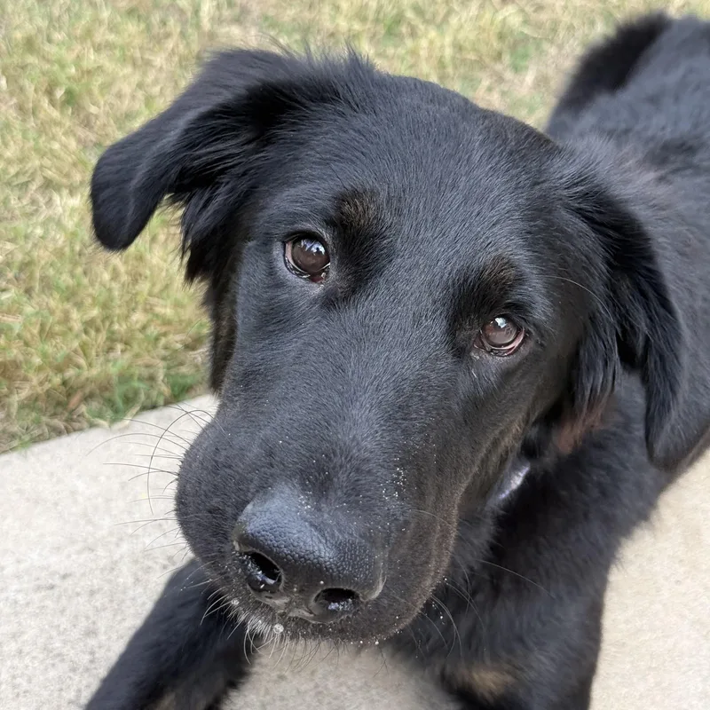 A baby medium-sized female German Shepherd Dog dog named Reece for adoption in Krum, TX
