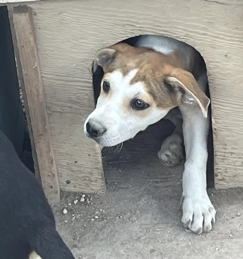 Bowie