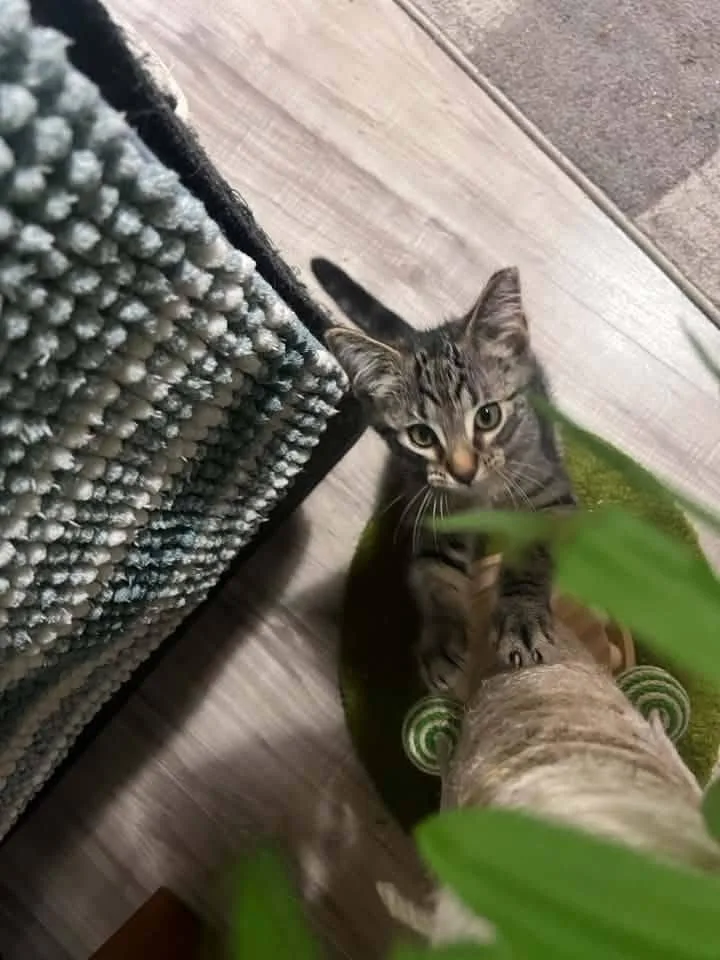 A baby medium-sized male Tabby (Brown / Chocolate) Domestic Short Hair cat named Duke for adoption in Cleveland, OH