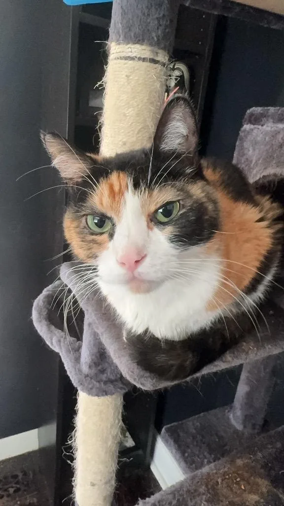 An adult medium-sized female Domestic Short Hair cat named October for adoption in Heber City, UT