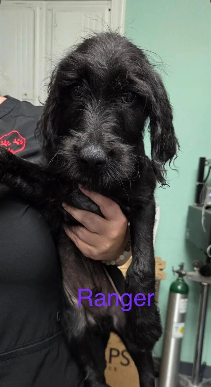 A baby medium-sized male Poodle dog named Ranger Revere for adoption in Saunderstown, RI