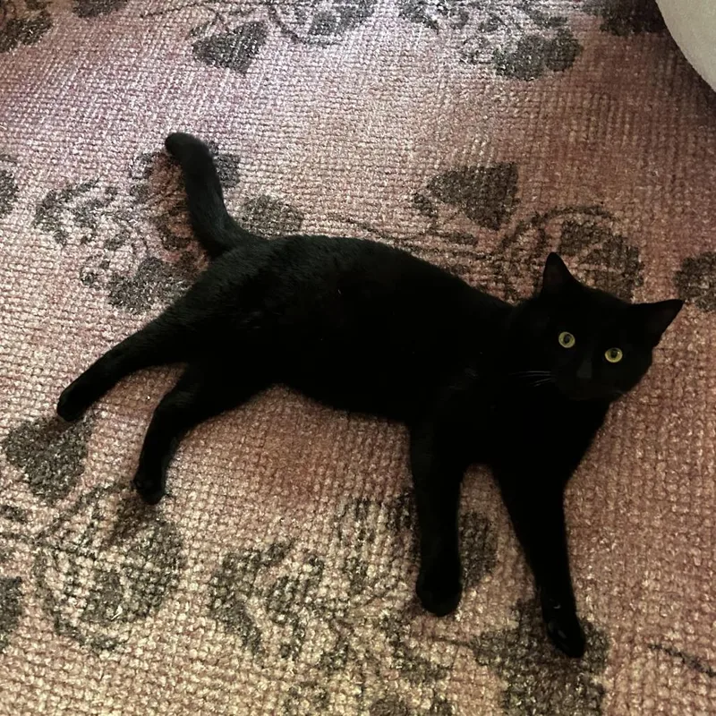 An adult medium-sized male Black Domestic Short Hair cat named Sloppy Joe for adoption in Evanston, IL