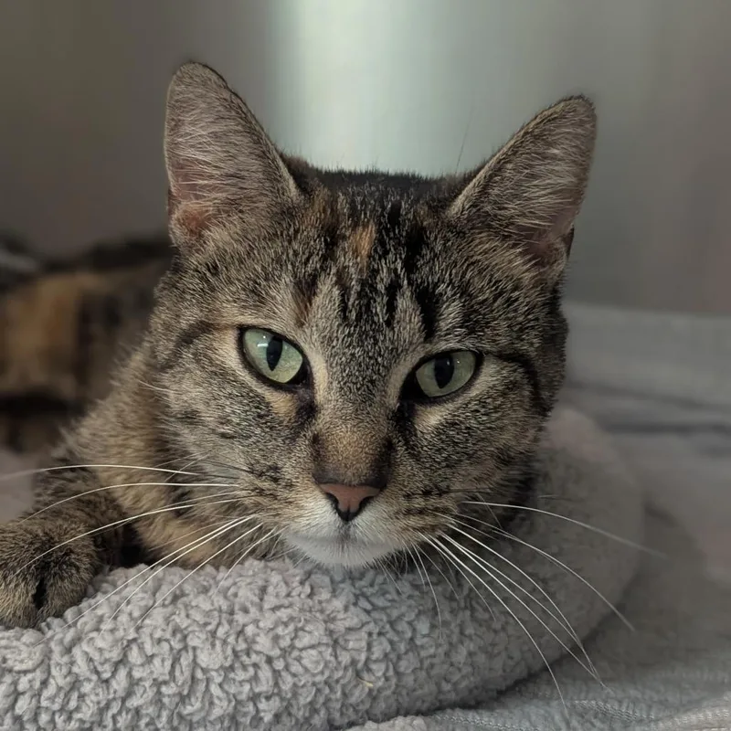 A young large-sized female Tabby (Brown / Chocolate) Domestic Short Hair cat named Missy for adoption in Fenton, MI