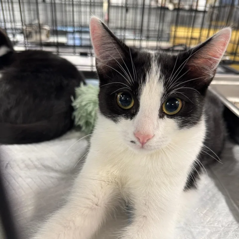 Muffin Arc thumbnail 2