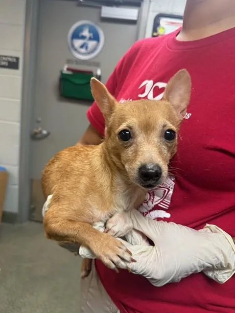 A young small-sized female Mixed Breed dog named Meliora for adoption in Jacksonville, FL