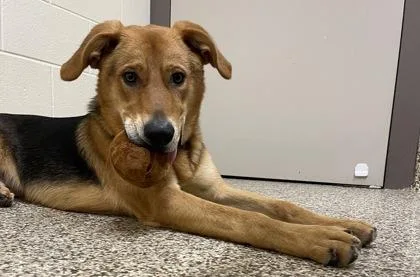 An adult large-sized male Retriever dog named Patrick Star for adoption in Westland, MI
