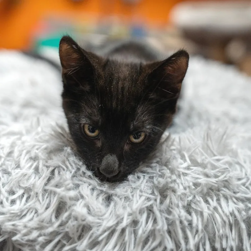 A baby small-sized male Black Domestic Short Hair cat named Comet for adoption in Gainesville, GA