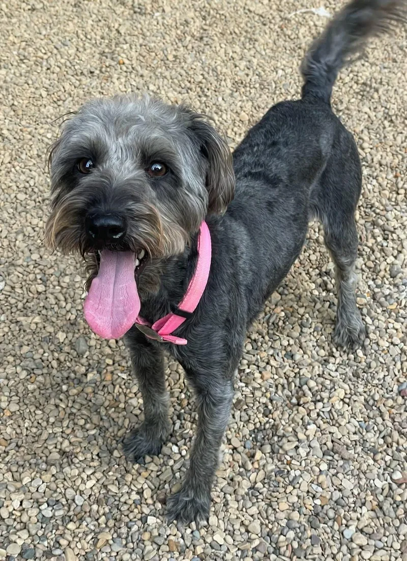 A young small-sized female Mixed Breed dog named Sassy Girl for adoption in Lacon, IL