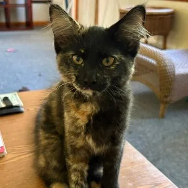 Suki