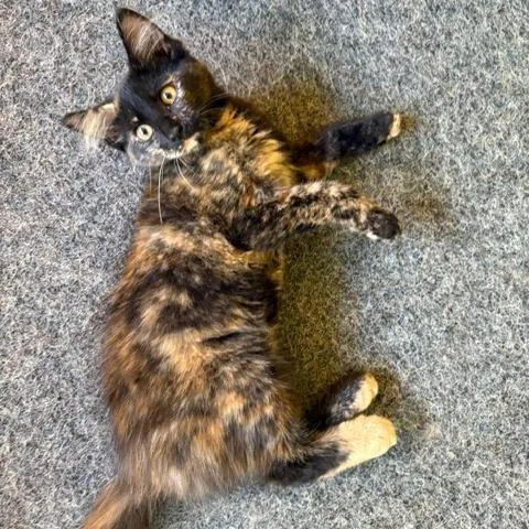 Suki thumbnail 2