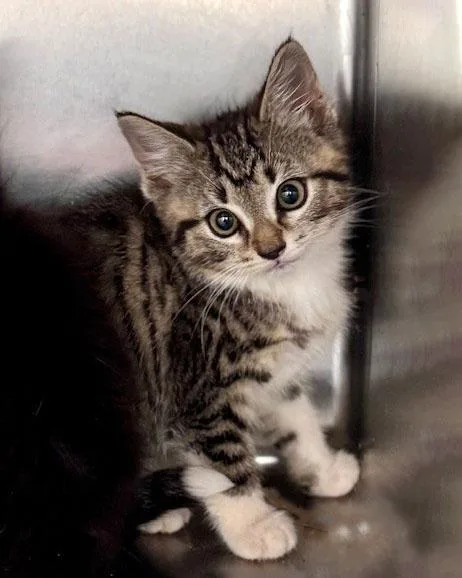 A baby small-sized female Tabby (Gray / Blue / Silver) Domestic Short Hair cat named Indigo for adoption in Bishop, GA