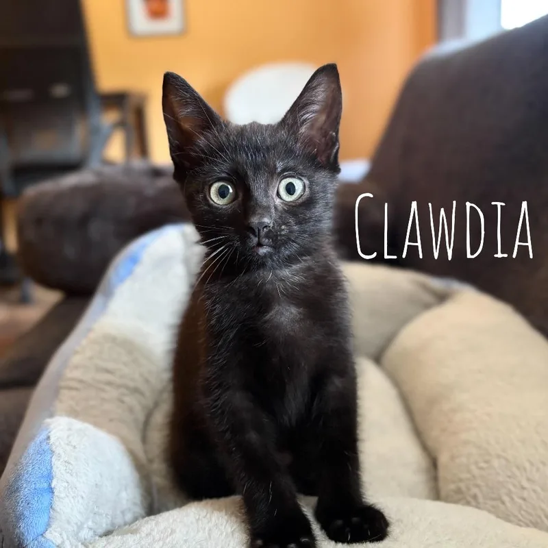 A baby small-sized female Black Domestic Short Hair cat named Clawdia for adoption in Washington, PA