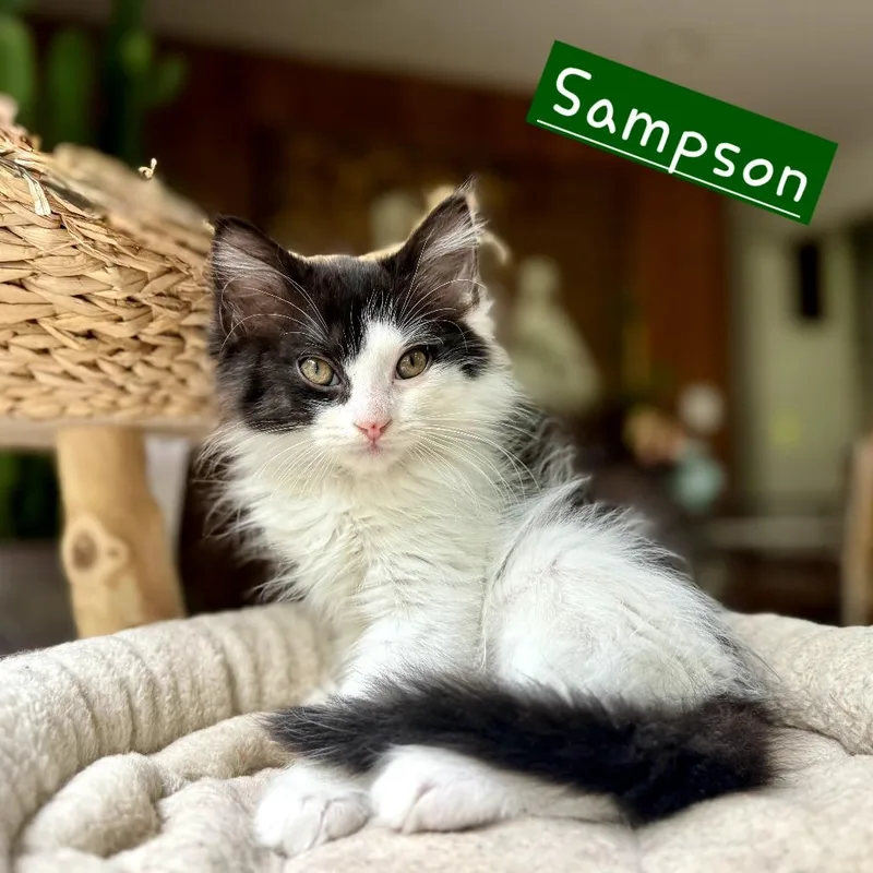 A baby small-sized male Black Domestic Long Hair cat named Sampson for adoption in New Albany, OH