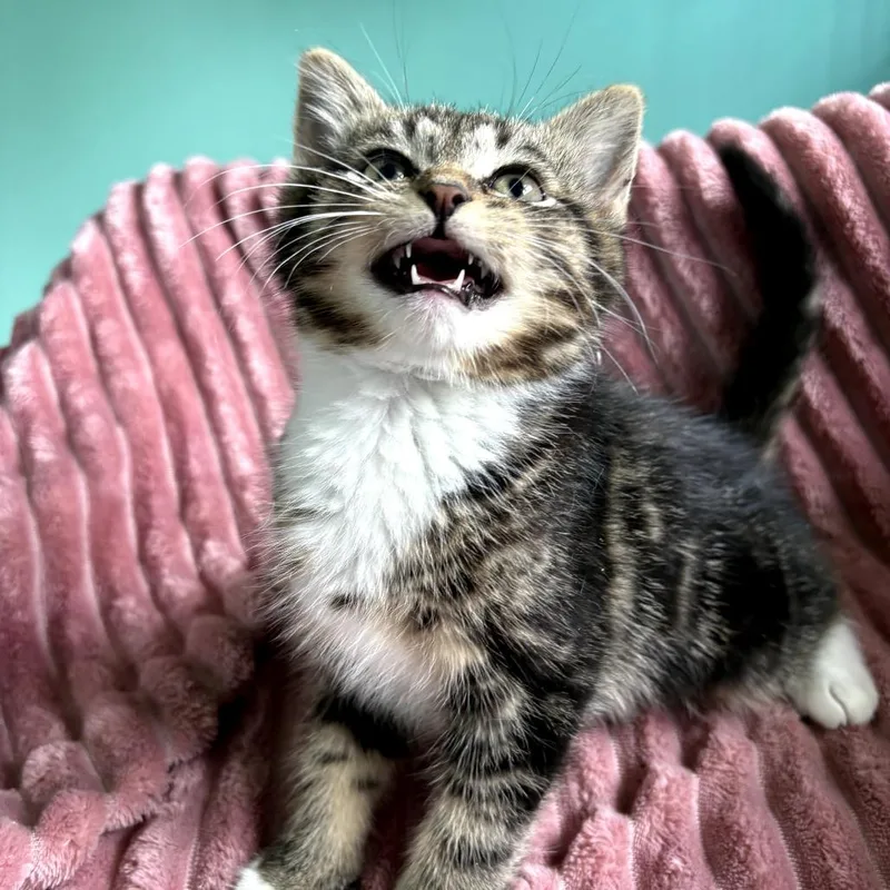 A baby small-sized male Brown / Chocolate Domestic Short Hair cat named Leeco for adoption in Lexington, KY